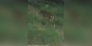 Ο λύκος που κυκλοφορούσε σε Πετρούπολη και Άνω Λιόσια