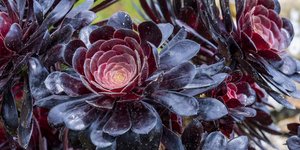 Το φυτό με τα μαύρα άνθη που μαγνητίζει τα βλέμματα -Δεν χρειάζεται φροντίδα και ταιριάζει παντού