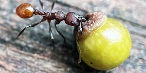 Μυρμήγκι τρώνει συγκεκριμένο τμήμα σφαιριδίου που αναπτύσσεται πάνω σε δέντρα