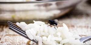 Μύγα σε ρύζι