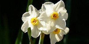 Narcissus/Φωτογραφία Unsplash