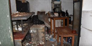 γάτες Νάξος