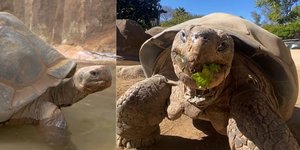 Θλίψη για τη διάσημη χελώνα Gramma που πέθανε σε ηλικία 141 ετών