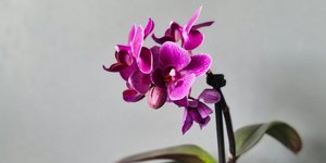 Ορχιδέα/Φωτογραφία Unsplash