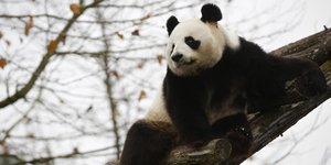 Ο Γιουάν Ζι, το αρσενικό πάντα που φεύγει από τη Γαλλία για να επιστρέψει στην Κίνα