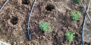 παρτέρια Θεσσαλονίκη