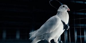 Ένα από τα τηλεκατευθυνόμενα περιστέρια της ρωσικής εταιρείας Neiry