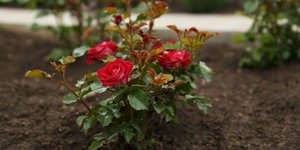 Η σωστή εποχή για να φυτέψετε τριανταφυλλιές, όπως προτείνουν έμπειροι κηπουροί