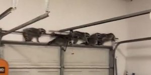 Ρακούν έμειναν ακίνητα πιστεύοντας ότι θα περάσουν απαρατήρητα