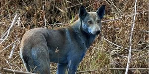 Τουλάχιστον τρία σκυλιά εντοπίστηκαν τον Οκτώβριο να είναι καλυμμένα σχεδόν από άκρη σ’ άκρη με μια μπλε ουσία / DOGS OF CHERNOBYL