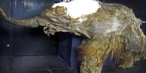 Το Yuka, ίσως το καλύτερα διατηρημένο μαμούθ που έχει ποτέ βρεθεί, ανασύρθηκε από κυνηγούς χαυλιοδόντων το 2010 και φυλάσσεται έκτοτε σε παγωμένο περιβάλλον στο Μουσείο του Γιακούτσκ / WIKIPEDIA