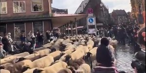 Εκατοντάδες πρόβατα πλημμύρισαν το κέντρο της Νυρεμβέργης 