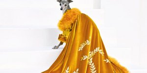 Ο σκύλος Tika the Iggy που λάτρευε τη μόδα