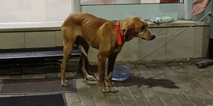 Η σκυλίτσα που βρέθηκε σε κάδο σκουπιδιών στη Μεγαλόπολη