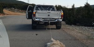 σκύλος Λιβαδειά Θήβα Θίσβη κακοποίηση ζώου αγροτικό