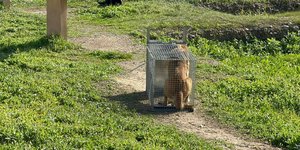 Το ένα από τα τέσσερα σκυλιά που επιτέθηκαν στο 17χρονο κορίτσι