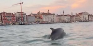 To δελφίνι, που μαγνητίζει τα βλέμματα στη λιμνοθάλασσα της Βενετίας