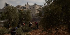 Ισραηλινοί έποικοι επιτέθηκαν σε Παλαιστίνιους και δημοσιογράφους που μάζευαν ελιές στη Δυτική Όχθη