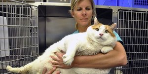 Το άλμα των GLP-1 φαρμάκων από την ανθρώπινη ιατρική στις διατροφικές συνήθειες των κατοικιδίων μοιάζει σχεδόν αναπόφευκτο / ΑΡ