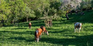 Αγελάδες σε λιβάδι του Λουξεμβούργου