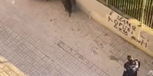 Αστυνομικός κυνηγούσε αγριογούρουνο στη Θεσσαλονίκη 