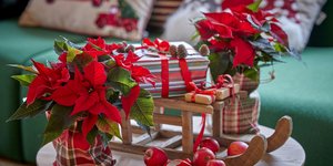 Το σημείο του σπιτιού όπου πρέπει να τοποθετήσετε το αλεξανδρινό, σύμφωνα με το Feng Shui 