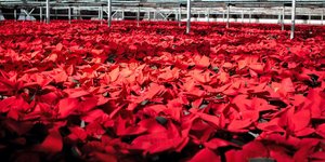 Θα κρατήσουν όλο τον Δεκέμβριο: Το απλό κόλπο των ανθοπωλών που σώζει τα αλεξανδρινά