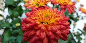 Χρυσάνθεμα/Φωτογραφία Shutterstock