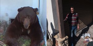 Η αρκούδα εγκαταστάθηκε στο υπόγειο του σπιτιού του Κεν Τζονσον στην Καλιφόρνια