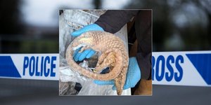 Συνελήφθη 57χρονος με 38 κιλά παράνομων προϊόντων όπως κρέας παγκολίνου