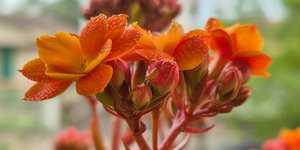 Το φυτό που θα ανθίσει τον Δεκέμβριο