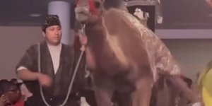 Καμήλα χτυπά γυναίκα στο κεφάλι σε χριστουγεννιάτικη παράσταση σε εκκλησία