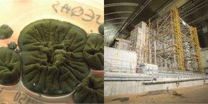 O μύκητας που τρέφεται με ραδιενέργεια εντοπίστηκε στους χώρους του αντιδραστήρα 4 του Τσερνόμπιλ