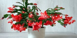 Γιατί ο χριστουγεννιάτικος κάκτος γίνεται κόκκινος;