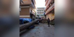 Θεσσαλονίκη: Έπεσε μεγάλο δένδρο στη Χαριλάου, ζημιές σε σταθμευμένα αυτοκίνητα