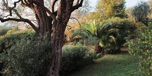 Δέντρο σε κήπο 