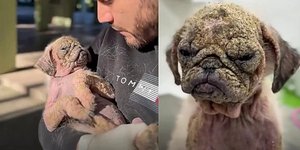 Σκυλάκι γεμάτο πληγές και ψώρα μεταμορφώθηκε χάρη στην αγάπη