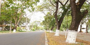 άσπρα δέντρα στους δρόμους