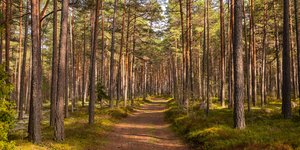 Δάσος στην Εσθονία