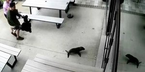 Μικροσκοπική φώκια μπήκε σε... μπαρ στη Νέα Ζηλανδία 