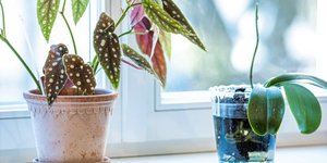 Γιατί η θέρμανση κάνει τα φυτά να μαραίνονται; Το πραγματικό πρόβλημα δεν είναι η ζέστη