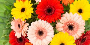 Ζέρμπερα, ενα εξαιρετικά όμορφο φυτό