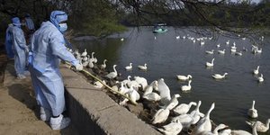 Μέτρα κατά της εξάπλωσης της γρίπης των πτηνών στην Ινδία 