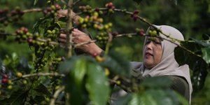 Καφές στην Ινδονησία 