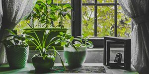 Είναι απίστευτο τι μπορεί να κάνει ένα μισό λεμόνι στα φυτά εσωτερικού χώρου τον χειμώνα