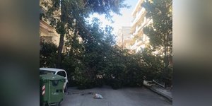 Πτώση δέντρου στη Θεσσαλονίκη