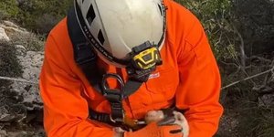 κουτάβι Πήλιο