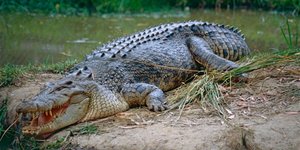 Κροκόδειλος