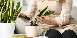 Ποια εποχή τα φυτά «ζητούν» νέα γλάστρα και πώς να το καταλάβετε