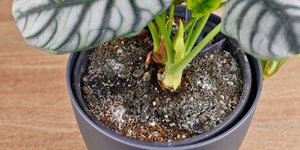 Μούχλα σε χώμα γλάστρας